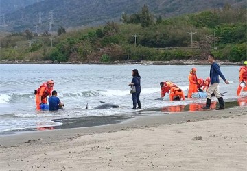 屏東車城海口驚傳集體擱淺：11隻小虎鯨受困 7生還全力搶救中